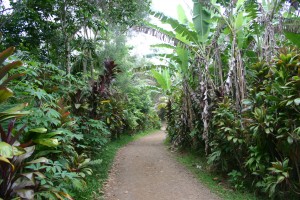 The main path is actually the road for the lucky residents! The Main Path