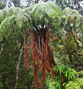 Giant Fern Giant Fern