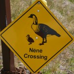 Nene sign in Haleakala National Park, Maui, HI Car strikes are a top threat to Nene in the park.