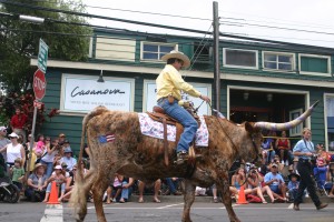 Makawao Paniolo Riding Bull, Maui, HI After I wrote this article, the 4th of July parade came and the guy riding the long-horned bull was in it. So here is photographic proof that someone rides this beast!
