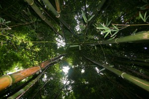 The Pipiwai Trail cuts though an immense and unforgettable bamboo forest The Pipiwai Trail cuts though an immense and unforgettable bamboo forest