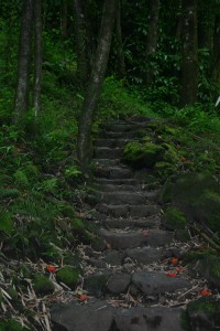 Seven Sacred Pools Mossy rough-hewn stone block steps evoke scenes out of "The Land of the Lost"