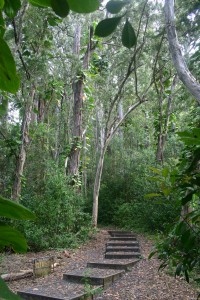 Waikamoi Nature Trail - Maui Guidebook The sign reads "QUIET: trees at work."