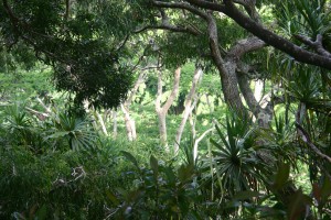 Waikamoi Nature Trail - Maui Guidebook I see the forrest for the trees