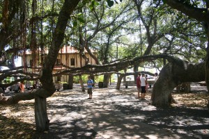 Lahaina banyan tree, maui, HI Part of the giant Lahaina banyan tree.