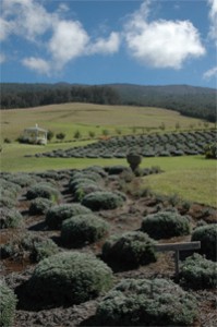 AKL Alii Kula Lavender Photo: Spronco via <a href="http://www.panoramio.com/photo/30382539">Panoramo</a>