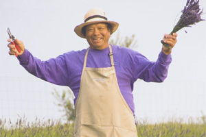 Ali'i at Kula Lavender Ali'i cuts samples for visitors at Kula Lavender