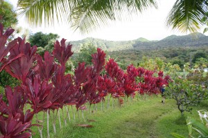 Hana lave Tube ti maze The ti maze has a stunning backdrop!