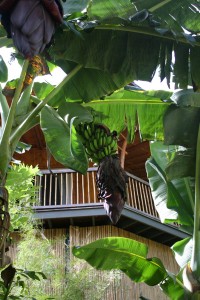 cottage-banana Looking through the banana trees below the cottage.