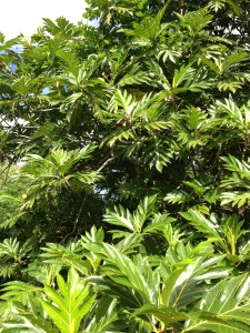 IMG_0576 Temp exterior photos: Part of the stately breadfruit tree the home takes its name from.