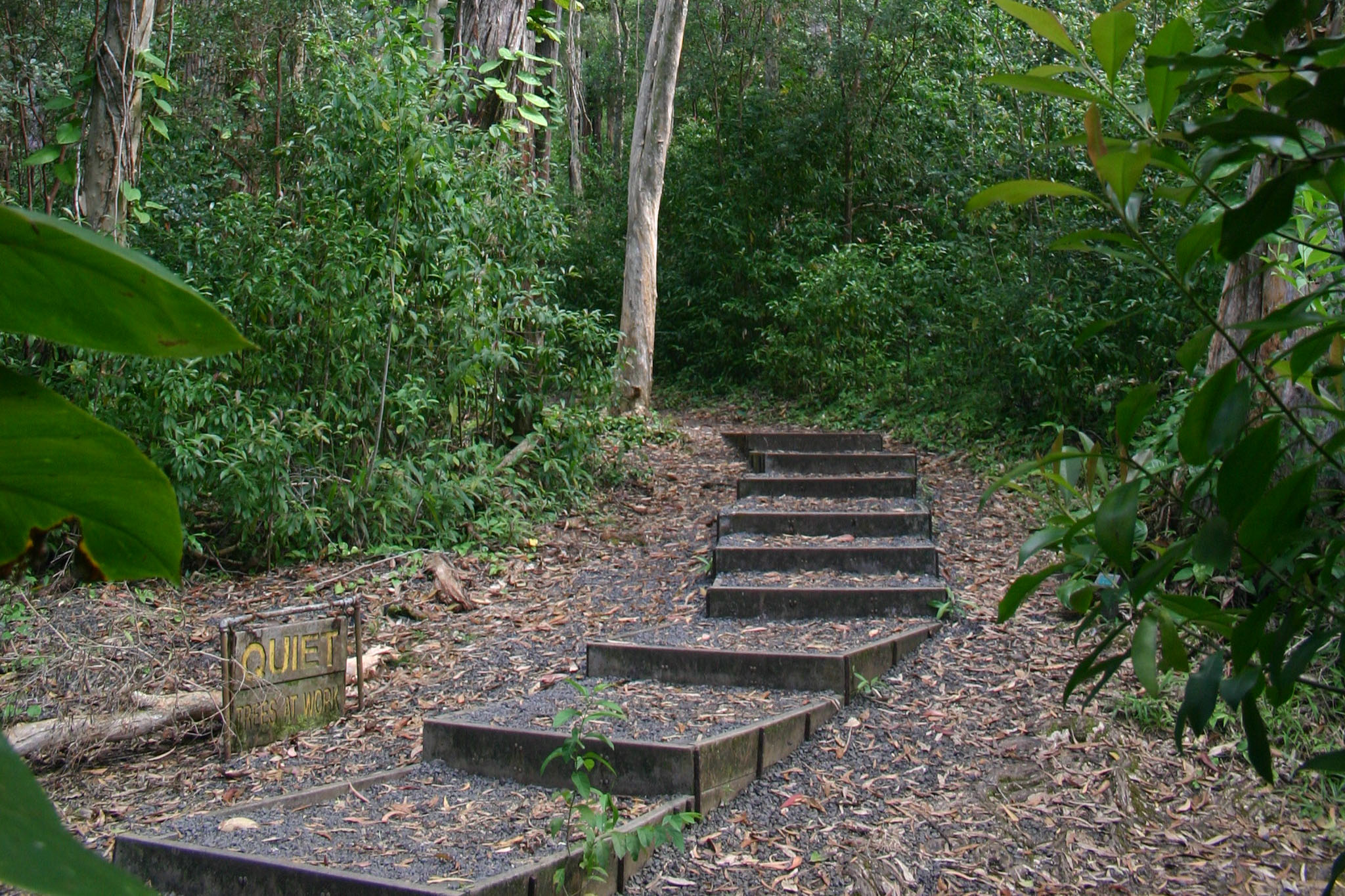 Waikamoi Nature Trail Maui Guidebook