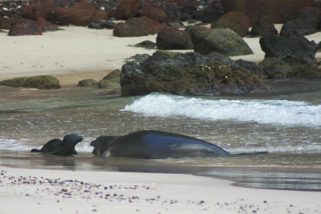 An endangered Hawaiian monk seal and her pup at Koki Beach, Hana