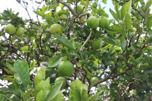 Lemons, limes, tangerines, mangoes and other fruits all grow on the property