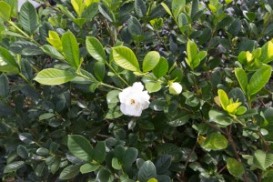 Gardenia